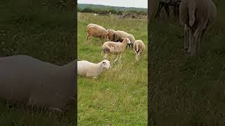 видео:  Катумские овцы, 6 сентября 2025г. картинка:  Катумские овцы, 6 сентября 2025г.