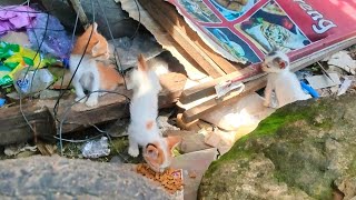 Download Lagu 5 Bayi Kucing Di Buang Seperti Sampah, Tak Kuasa Bawa Mereka Karena Kondisi  Dan Keadaan!!! MP3