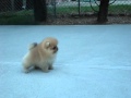 AKC Pomeranian Puppy - Benjamin at 8 weeks old