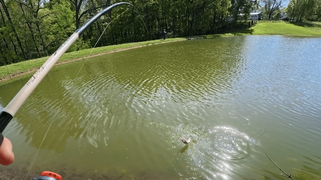 Backyard Pond Fishing! Loaded with Small Bass!