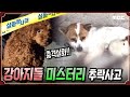 [실화충격] 강아지들 미스터리 추락사고 - 실화탐사대