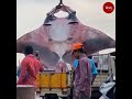 Giant manta ray weighing 750 kg caught by fisherman in Karnataka