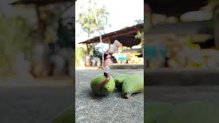 Millipedes also like mangoes. #mysingingmonsters #millipede