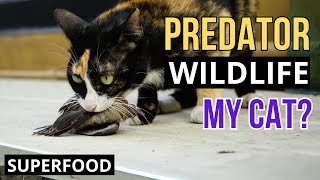 Is my CAT a  KILLER? - HOW to prevent it hurting birds and other animals! by Superfoods for CATS 272 views 4 weeks ago 8 minutes, 30 seconds