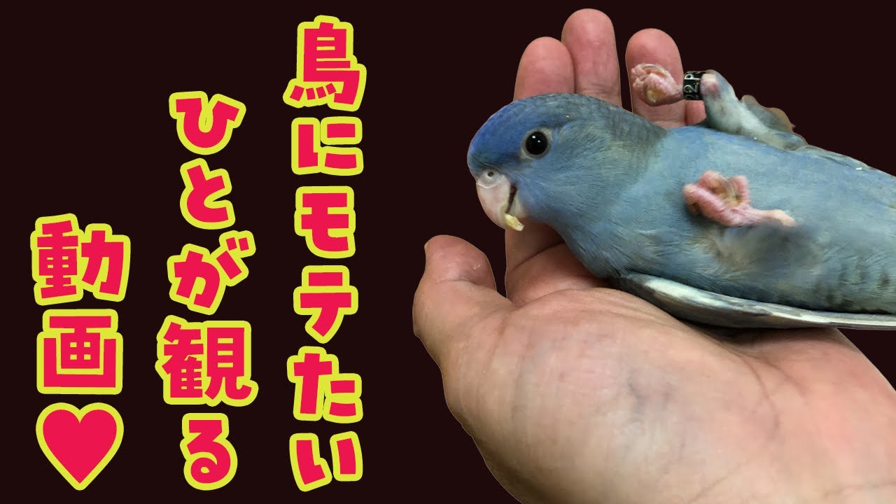 おしゃべりや歌が上手な鳥さん【3つの特徴】 | 鳥くさいどっとこむ