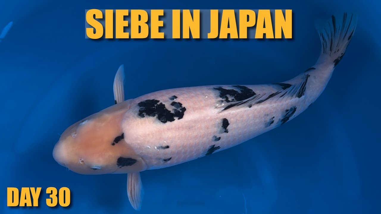 TOP BEKKO FOR ALL JAPAN KOI SHOW | Siebe In Japan Day 30