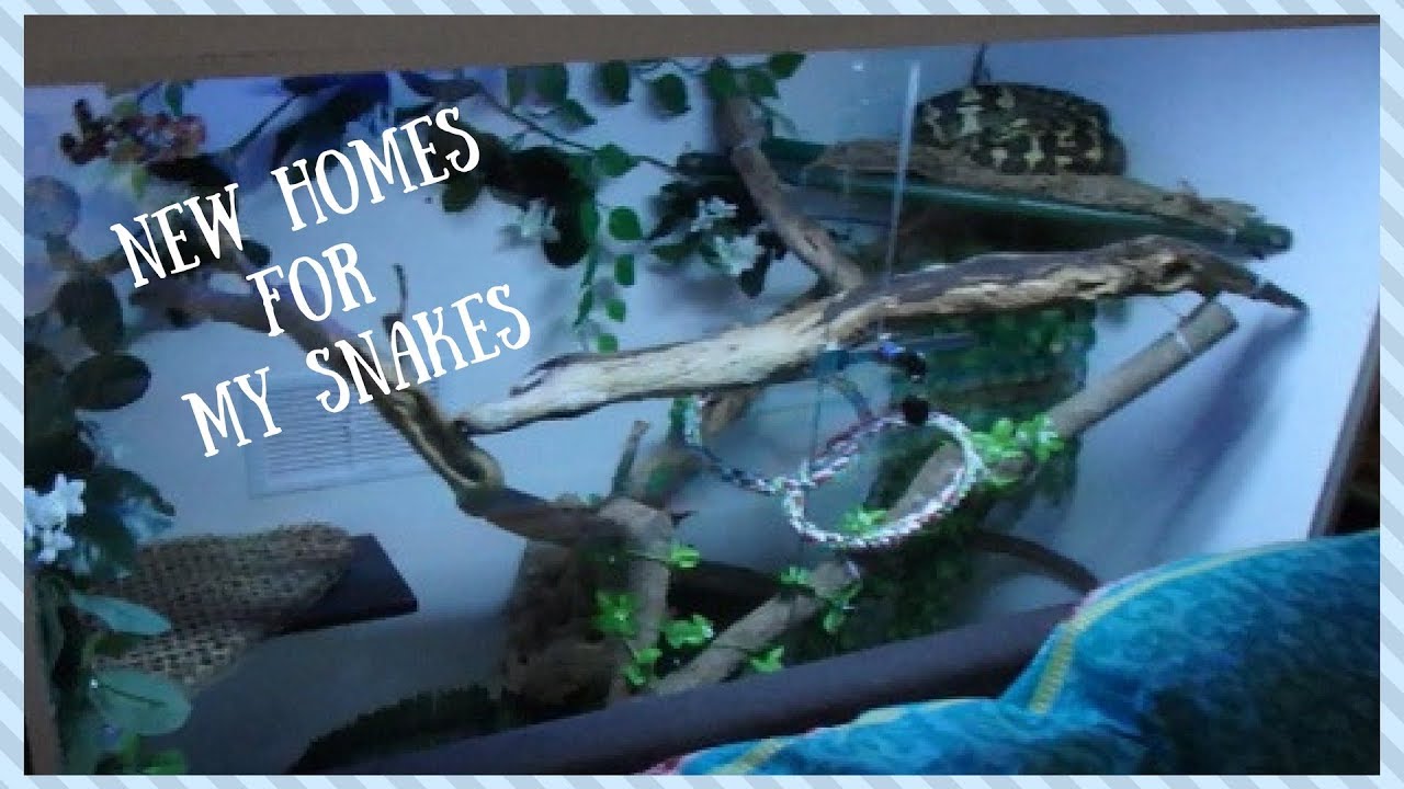 Snake Enclosures For My Carpet Pythons (Finished) YouTube