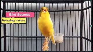 ?Canary Bird Sounds_Birds Singing Withhout Music, Relaxing Nature Sounds  _ الكناري - episode 368