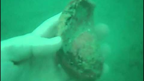 Scuba Diving For Fossils of Megalodon