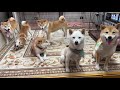 柴犬チビーズ集まって運動会したら楽しすぎた笑笑