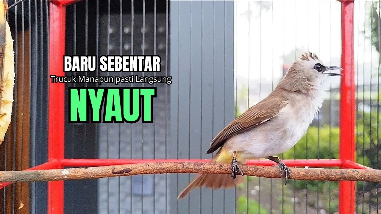 Suara Burung TRUCUKAN gacor TARUNG ROPEL PANJANG pancingan trucukan agar JADI trucuk gacor EMOSI