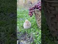 포도 먹는 바구니 속 토끼 🐰🍇 귀여움 폭발 먹방 타임!