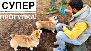 Как Корги в лесу резвятся🥰 VLOG