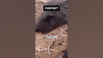 Fun Fact: 🪲💨 Thats so nasty! #shorts #facts #viral #nature #bug