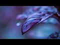 Background Music | Calm Music | Chill EDM | EDM Music | Instrumental Music | Music for EDM Lovers