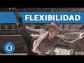 FLEXIBILIDAD para PIERNAS - Flexibilidad PRINCIPIANTES