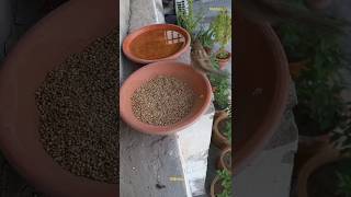 bird's drinking water and jumping #shorts #birds