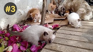 kittens In their home garden with their mom| Ginger&White #part3