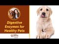 Dr. Becker Discusses Digestive Enzymes for Healthy Pets