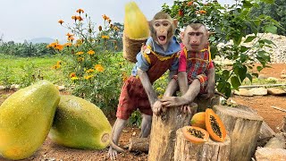 Bim Bim harvests papayas from high above and happily eats them with baby monkey Obi by Baby Monkey Animal 37,129 views 1 month ago 4 minutes, 58 seconds