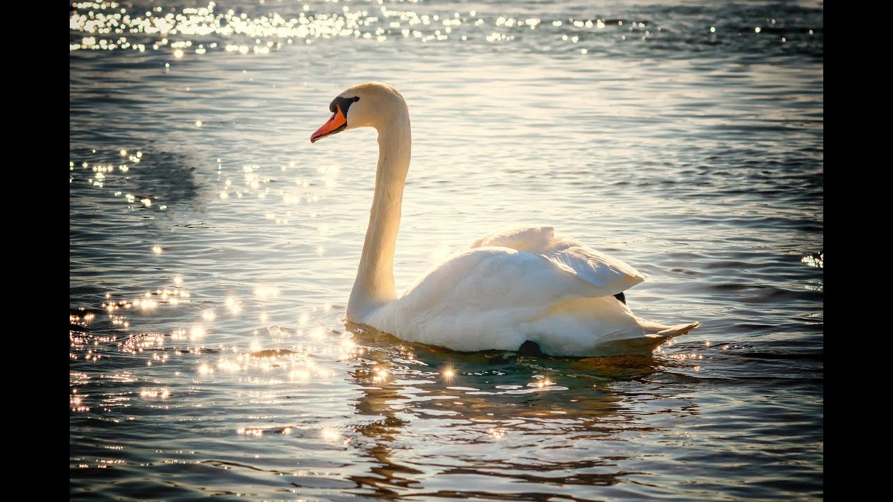 Witte zwanen, zwarte zwanen - YouTube