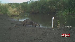 PREVIEW: Get Otter here