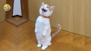 FUNNY CATS and DOGS 🐱🐶 SHOCK DOG prays to GOD 😲 CATS are Going Crazy 🤪 by Morgan 379,670 views 3 months ago 10 minutes, 25 seconds