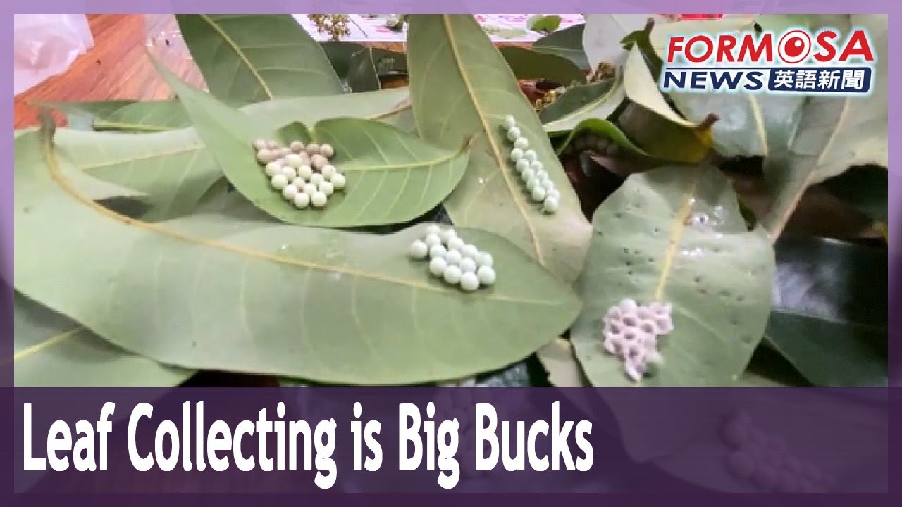 Leaf Collecting Earns Big Bucks In Changhua Youtube