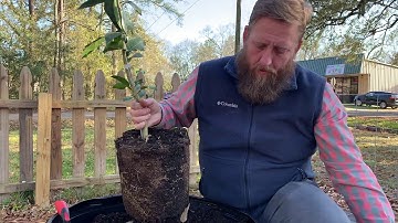 Planting Citrus in Containers