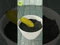 Unique Technique Planting Grow Roots In Bananas How To Do Shorts
