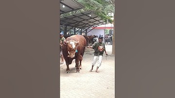 KONTES SAPI NASIONAL❗️Bersama Sobat Ngarit Kab. Tulungagung #trending #sobatngarit #shorts #fyp