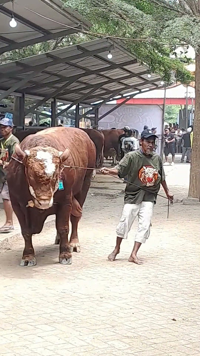 KONTES SAPI NASIONAL❗️Bersama Sobat Ngarit Kab. Tulungagung #trending #sobatngarit #shorts #fyp