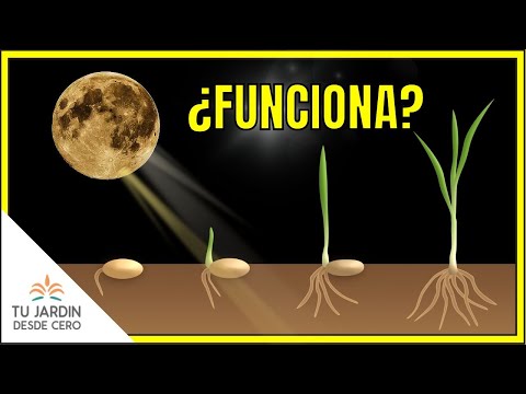 Video: ¿Qué es plantar junto a la luna?