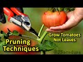 Growing tomatoes from seed | How to Plant, Prune, Manage and Harvest your own delicious Tomatoes