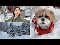 Snow storm mein kaisa gaya murphy and family ka din murphytheshihtzu803