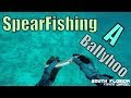 Spearfishing ballyhoo &amp; finding a reef anchor
