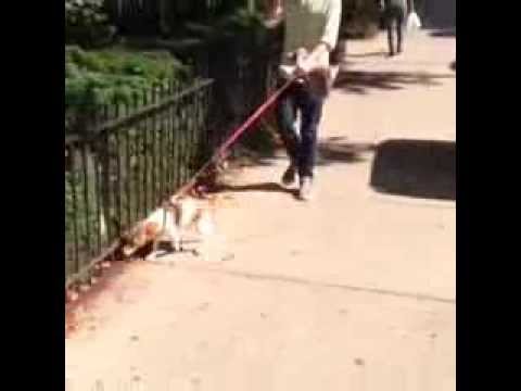 funny-dog-owner's-video---pulling-on-leash---dctk9