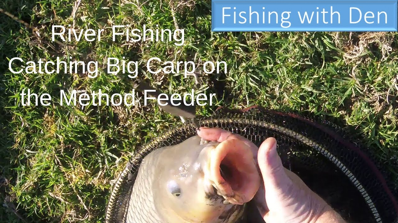 River Fishing Catching Carp on the Method Feeder YouTube