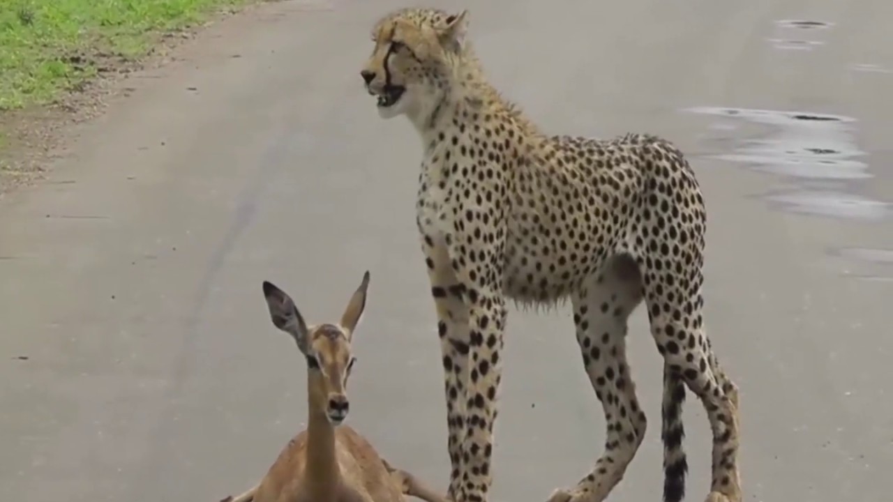 Cheetah Attacks - YouTube