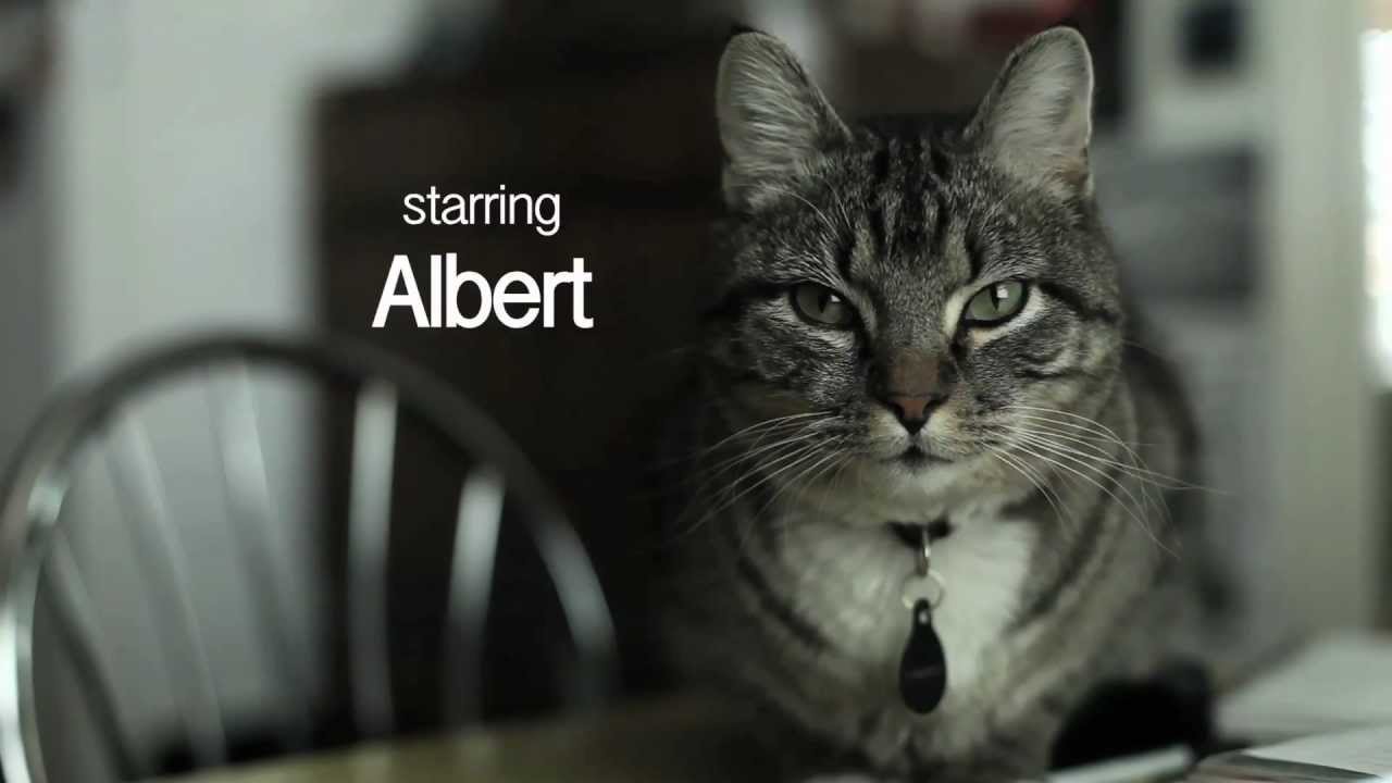 High Brow Cat Video Art