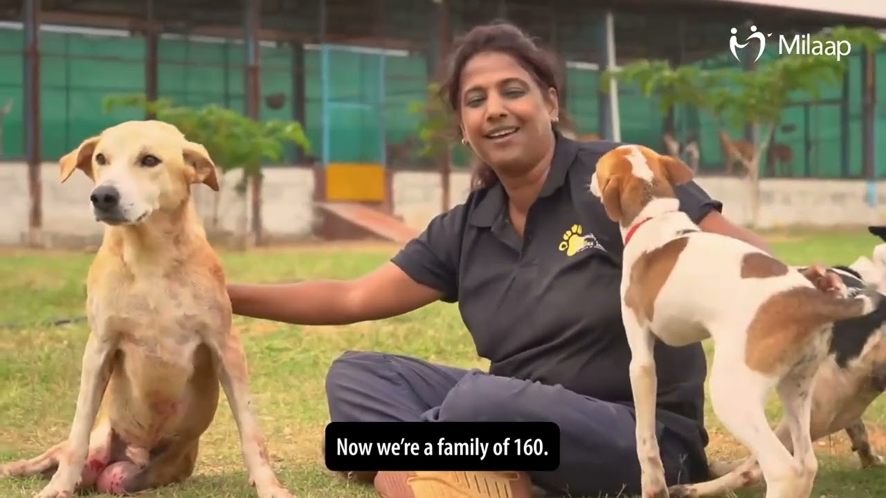 | Dog Shelter | Largest Dog Shelter in Bengaluru | Community Streeties India