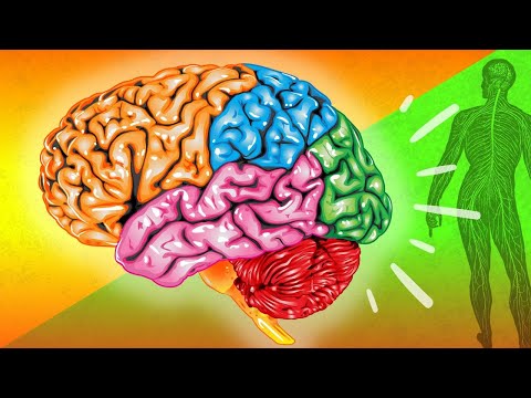 How the Nervous System ACTUALLY Works (EASY!)