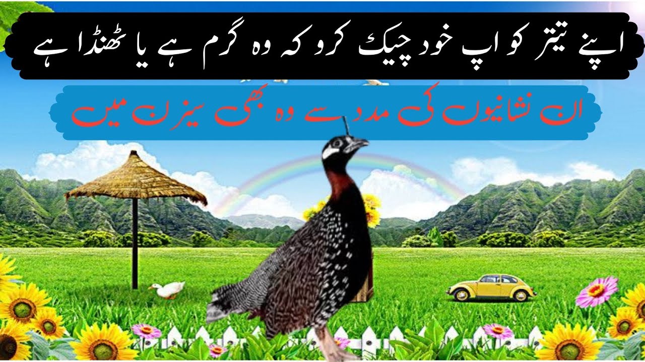 کالے تیتر کو چیک کرنے کا طریقہ کار کہ وہ گرم ہے یا ٹھنڈا ہے اپ خود سے چیک کر سکتے ہیں اپنی تیتر