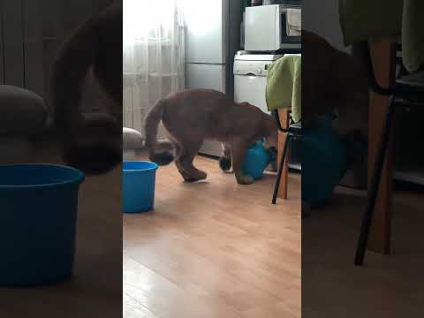 Video: The Adolescent Indoor Cat