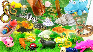 Động vật dễ thương,hà mã,chim cánh cụt,cá heo,cá mập,cá voi,bọ rùa,bok cạp,sứa,cá voi,cá sấu,ốc,ếch