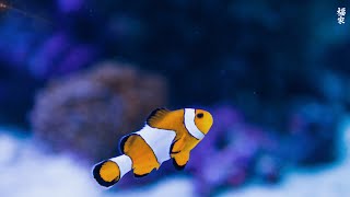 4K Stunning Underwater Wonders of the Red Sea + Relaxing Music - Coral Reefs \& Colorful Sea Life