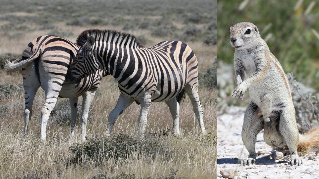NAMIBIE 🇳🇦 ETOSHA NATIONAL PARK: La Saison des Amours. Mating Season.