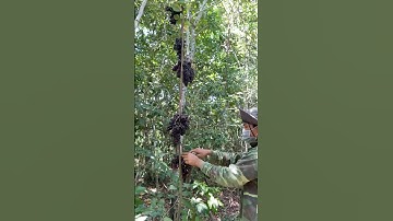 Thu hoạch những chùm nho rừng siêu to triễu quả