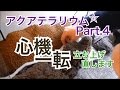 日本のアクアテラリウム水槽立上げ Part.4