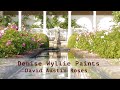 Denise wyllie paints david austin roses